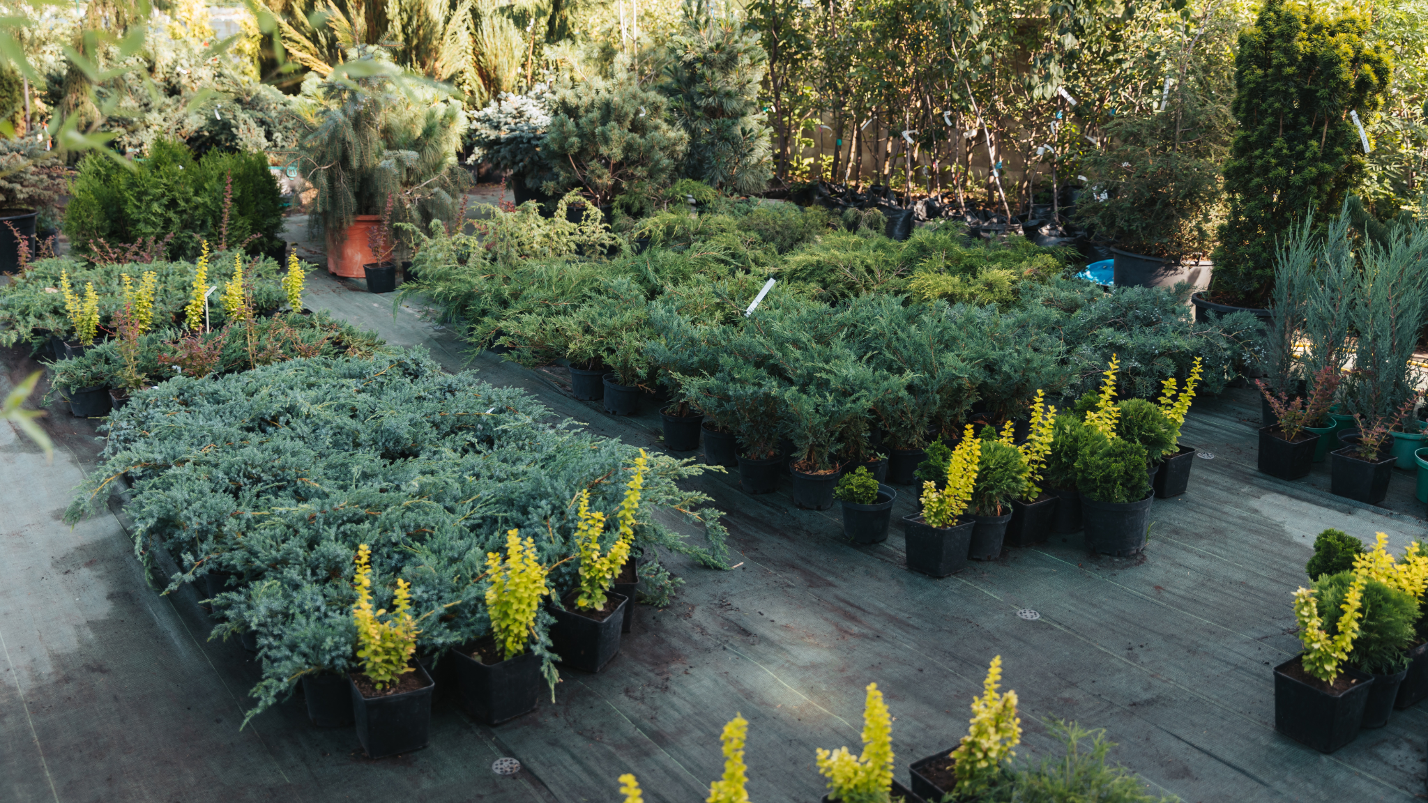 Plant Collection
